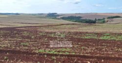 Fazenda de Soja e Grãos à Venda 1.437 hectares Outorga p/Irrigação | Cornélio Procópio/PR