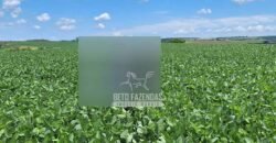 Fazenda de Soja e Grãos à Venda 1.437 hectares Outorga p/Irrigação | Cornélio Procópio/PR