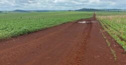 Fazenda à Venda 1.437,48 Hectares Lavoura de Soja, Milho e Trigo | Cornélio Procópio/PR