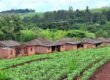 Fazenda à Venda 1.437,48 Hectares Lavoura de Soja, Milho e Trigo | Cornélio Procópio/PR