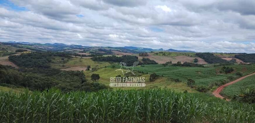 Fazenda à Venda 148 alqueires Soja e Milho | Manuel Ribas / PR