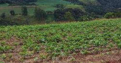 Fazenda à Venda 148 alqueires Soja e Milho | Manuel Ribas / PR
