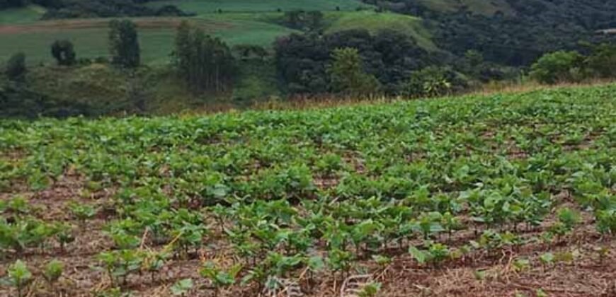 Fazenda à Venda 148 alqueires Soja e Milho | Manuel Ribas / PR