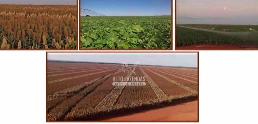 Fazenda de Grãos e Algodão à Venda 8.126 Has Estrutura Completa e Pista de Pouso | Noroeste de MG