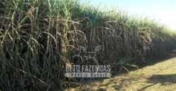 Usina à Venda 14.520 hectares Açúcar, Etanol e Energia | Oeste Paulista/ SP