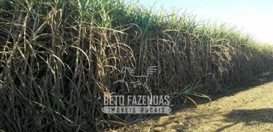 Usina à Venda 14.520 hectares Açúcar, Etanol e Energia | Oeste Paulista/ SP