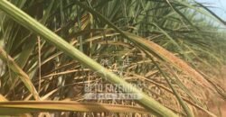 Usina à Venda 14.520 hectares Açúcar, Etanol e Energia | Oeste Paulista/ SP