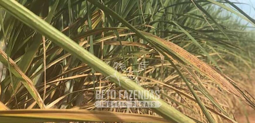Usina à Venda 14.520 hectares Açúcar, Etanol e Energia | Oeste Paulista/ SP