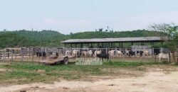 Fazenda à Venda 34.848 hectares Dupla Aptidão com Pista de Pouso | Sul do Pará