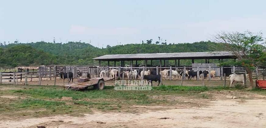 Fazenda à Venda 34.848 hectares Dupla Aptidão com Pista de Pouso | Sul do Pará