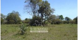 Fazenda à Venda 36.723 Has Aptidão para Pecuária e Grãos | Luciára / MT