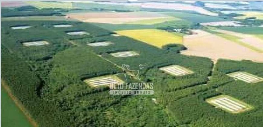 Frigorífico de Aves à Venda Complexo Industrial Avícola no Paraná