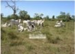 Fazenda à Venda 36.723 Has Aptidão para Pecuária e Grãos | Luciára / MT