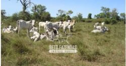 Fazenda à Venda 36.723 Has Aptidão para Pecuária e Grãos | Luciára / MT