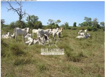 Fazenda à Venda 36.723 Has Aptidão para Pecuária e Grãos | Luciára / MT