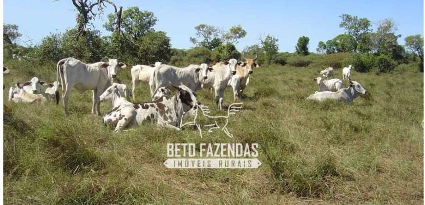 Fazenda à Venda 36.723 Has Aptidão para Pecuária e Grãos | Luciára / MT