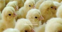 Frigorífico de Aves à Venda Complexo Industrial Avícola no Paraná