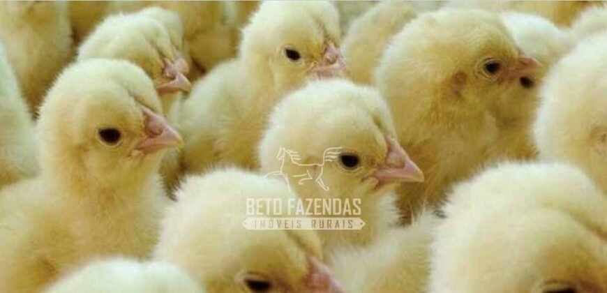 Frigorífico de Aves à Venda Complexo Industrial Avícola no Paraná
