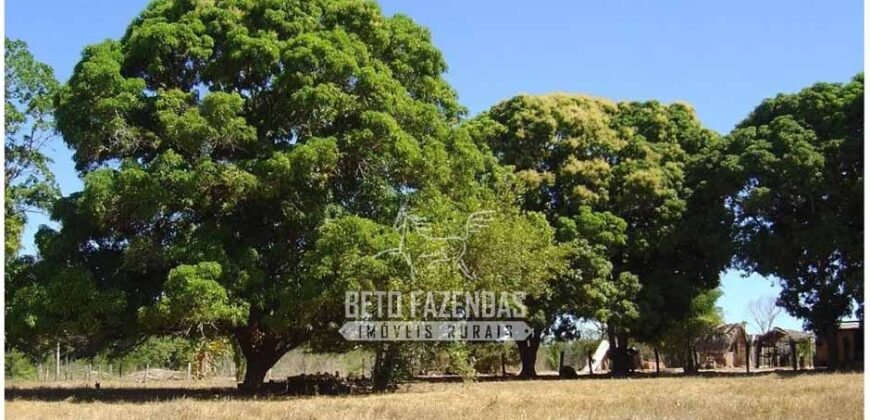 Fazenda à Venda 36.723 Has Aptidão para Pecuária e Grãos | Luciára / MT