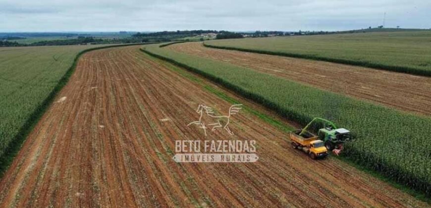Laticínio â Venda 244 Alqueires com Lavoura de Grãos e Pecuária | Itapetininga/ SP