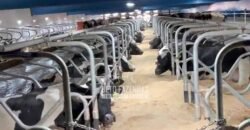 Laticínio â Venda 244 Alqueires com Lavoura de Grãos e Pecuária | Itapetininga/ SP