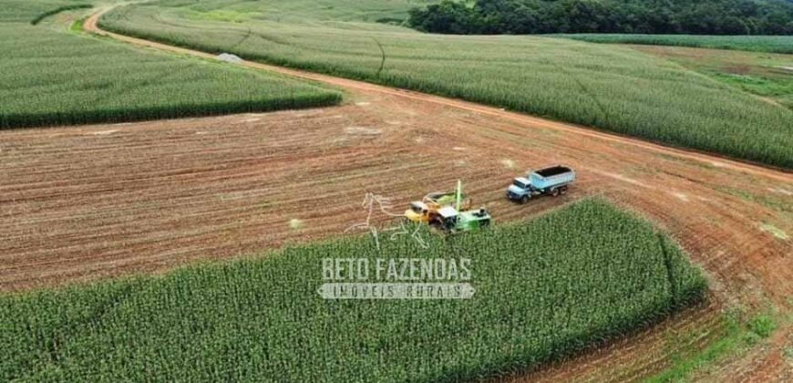Laticínio â Venda 244 Alqueires com Lavoura de Grãos e Pecuária | Itapetininga/ SP