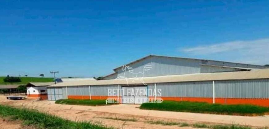 Laticínio â Venda 244 Alqueires com Lavoura de Grãos e Pecuária | Itapetininga/ SP