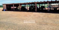 Laticínio â Venda 244 Alqueires com Lavoura de Grãos e Pecuária | Itapetininga/ SP