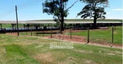 Laticínio â Venda 244 Alqueires com Lavoura de Grãos e Pecuária | Itapetininga/ SP