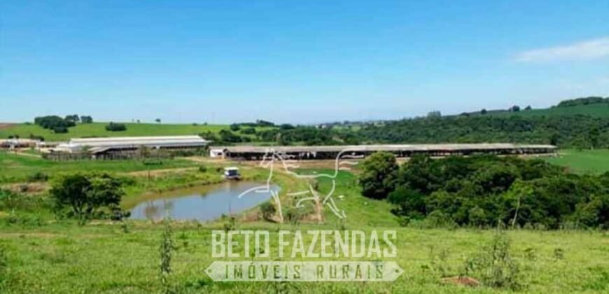 Laticínio â Venda 244 Alqueires com Lavoura de Grãos e Pecuária | Itapetininga/ SP