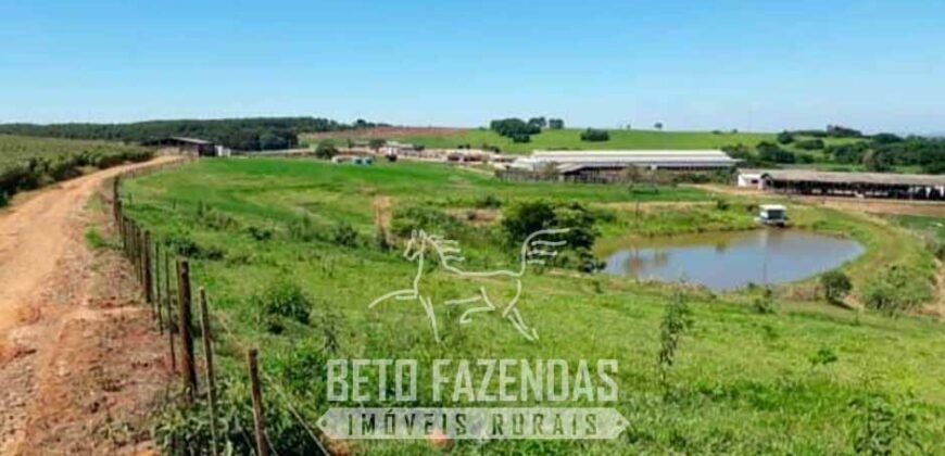 Laticínio â Venda 244 Alqueires com Lavoura de Grãos e Pecuária | Itapetininga/ SP
