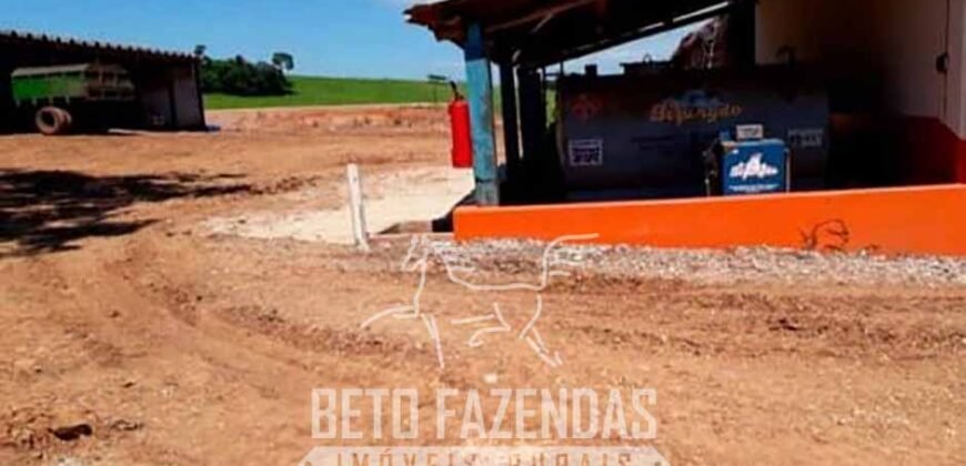 Laticínio â Venda 244 Alqueires com Lavoura de Grãos e Pecuária | Itapetininga/ SP