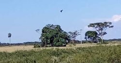 Fazenda à Venda 2.434 Hectares Estrutura Completa Pecuária e Lazer | Batayporã/ MT