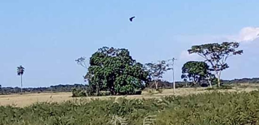 Fazenda à Venda 2.434 Hectares Estrutura Completa Pecuária e Lazer | Batayporã/ MT