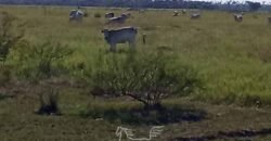 Fazenda à Venda 2.434 Hectares Estrutura Completa Pecuária e Lazer | Batayporã/ MT