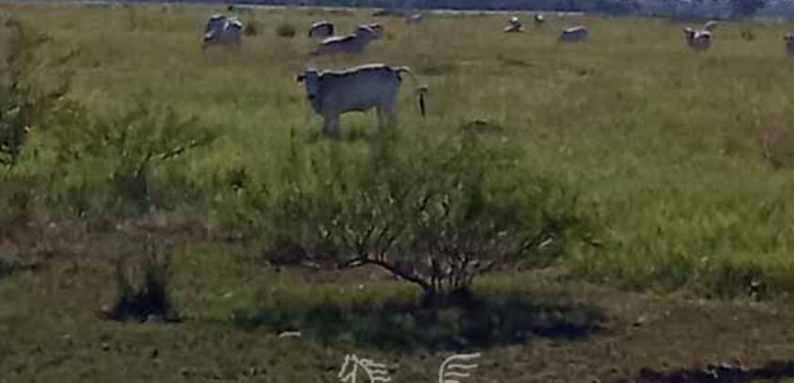 Fazenda à Venda 2.434 Hectares Estrutura Completa Pecuária e Lazer | Batayporã/ MT
