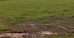 Fazenda à Venda 2.434 Hectares Estrutura Completa Pecuária e Lazer | Batayporã/ MT