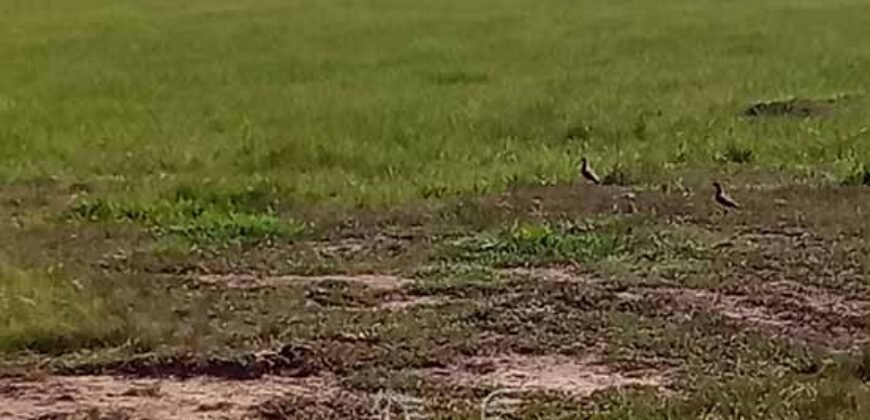 Fazenda à Venda 2.434 Hectares Estrutura Completa Pecuária e Lazer | Batayporã/ MT