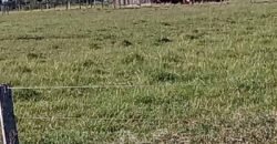 Fazenda à Venda 2.434 Hectares Estrutura Completa Pecuária e Lazer | Batayporã/ MT