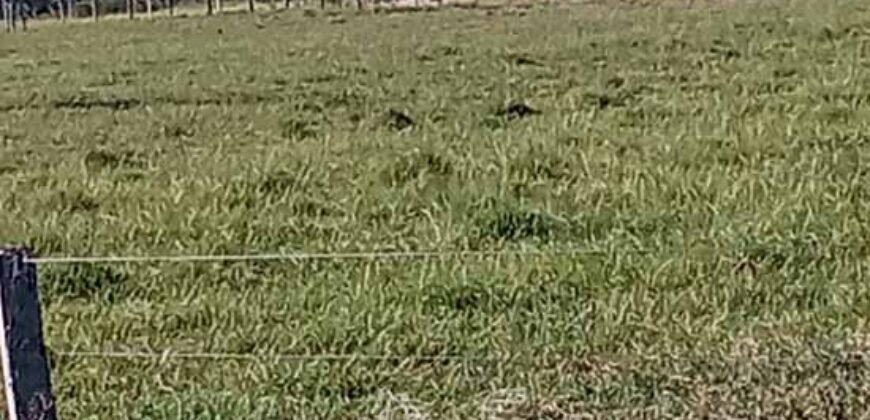 Fazenda à Venda 2.434 Hectares Estrutura Completa Pecuária e Lazer | Batayporã/ MT