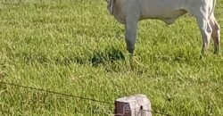 Fazenda à Venda 2.434 Hectares Estrutura Completa Pecuária e Lazer | Batayporã/ MT