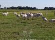 Fazenda à Venda 2.434 Hectares Estrutura Completa Pecuária e Lazer | Batayporã/ MT