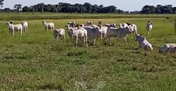 Fazenda à Venda 2.434 Hectares Estrutura Completa Pecuária e Lazer | Batayporã/ MT