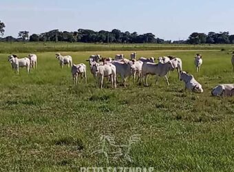 Fazenda à Venda 2.434 Hectares Estrutura Completa Pecuária e Lazer | Batayporã/ MT Fazenda à Venda 2.434 Hectares Estrutura Completa Pecuária e Lazer | Batayporã/ MT