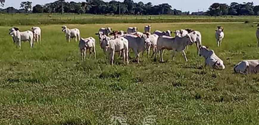 Fazenda à Venda 2.434 Hectares Estrutura Completa Pecuária e Lazer | Batayporã/ MT