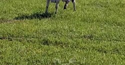 Fazenda à Venda 2.434 Hectares Estrutura Completa Pecuária e Lazer | Batayporã/ MT