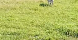 Fazenda à Venda 2.434 Hectares Estrutura Completa Pecuária e Lazer | Batayporã/ MT