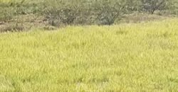 Fazenda à Venda 2.434 Hectares Estrutura Completa Pecuária e Lazer | Batayporã/ MT