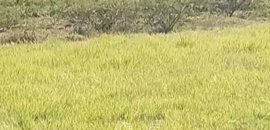 Fazenda à Venda 2.434 Hectares Estrutura Completa Pecuária e Lazer | Batayporã/ MT