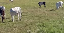 Fazenda à Venda 2.434 Hectares Estrutura Completa Pecuária e Lazer | Batayporã/ MT